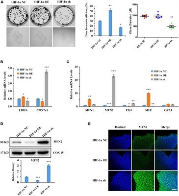 HIF-1α Affects the Neural Stem Cell Differentiation of Human Induced Pluripotent Stem Cells via MFN2-Mediated Wnt/β-Catenin Signaling